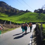 Que de vert !