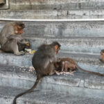 Singes