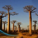 Nos voyages en Afrique