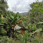 Rando dans les Monts Usambara