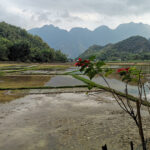Mai Chau