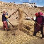 Travaux de moisson