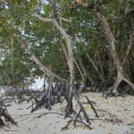 Marée basse …