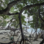 Marée basse …
