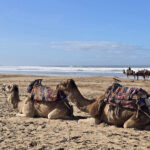 Essaouira : plage