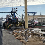 Pêche à Essaouira