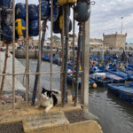 Chats d&rsquo;Essaouira