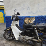 Chats d&rsquo;Essaouira