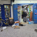 Chats d&rsquo;Essaouira