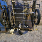 Chats d&rsquo;Essaouira