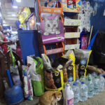 Chats d&rsquo;Essaouira