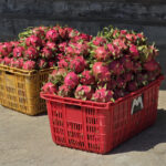 Dragon fruit