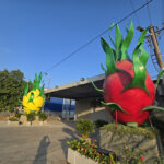 Dragon fruit