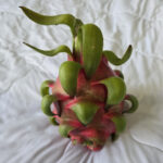 Dragon fruit