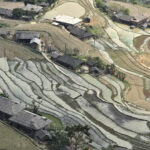 Tableaux de rizières