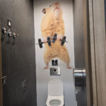 WC originaux!