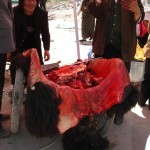 Présenté sans sa peau à Ushu - Kham - Chine