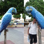 Alter de Chao - Amazonie - Brésil