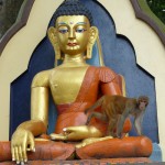 Singe et bouddha font bon ménage au Népal!