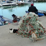 Que de chats  !