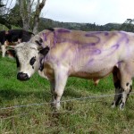 Une vache "Milka" à El Cocuy - Colombie