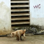 Bac Ha - Vietnam