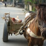 Transport de porc à Bac Ha - Vietnam