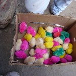 Poussins colorés à Silvia - Colombie