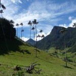 Cocora et ses palmiers de cire