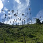 Cocora et ses palmiers de cire