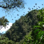 Cocora et ses palmiers de cire