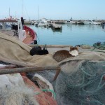 Sidi-Bou-Said