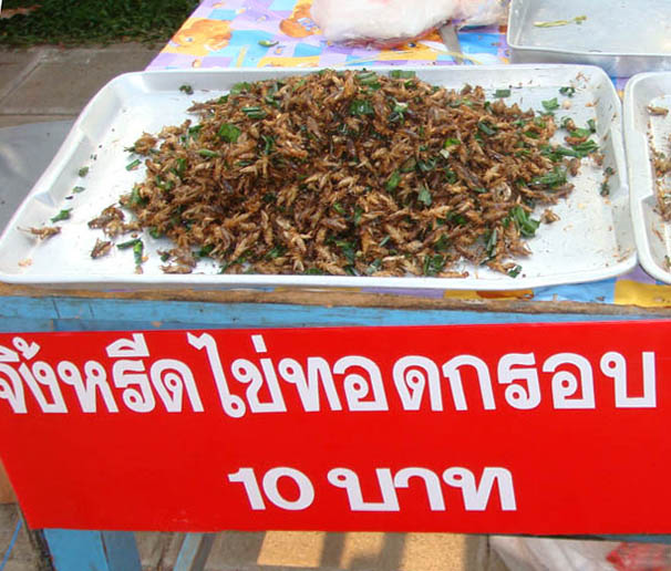 thailande insecte